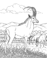 A coloring page of nature in africa